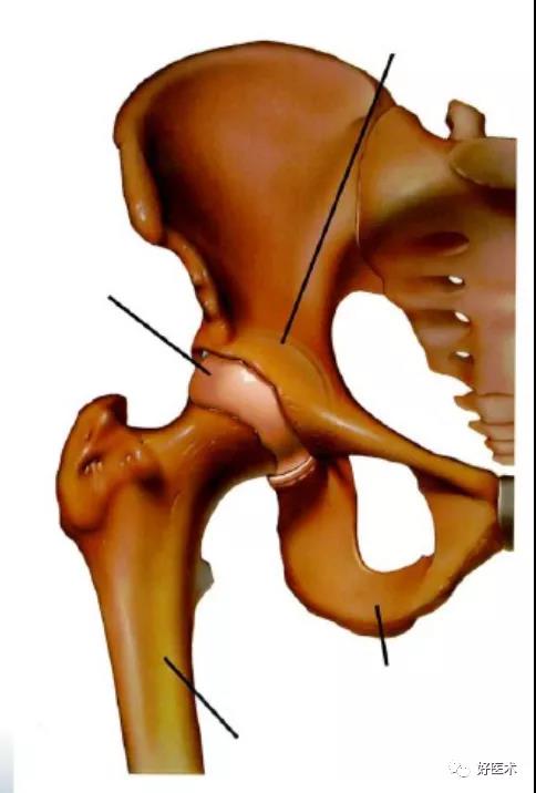 骨盆共同组成髋关节 股骨头位于髋臼内 股骨近端有大小粗隆等骨性标志