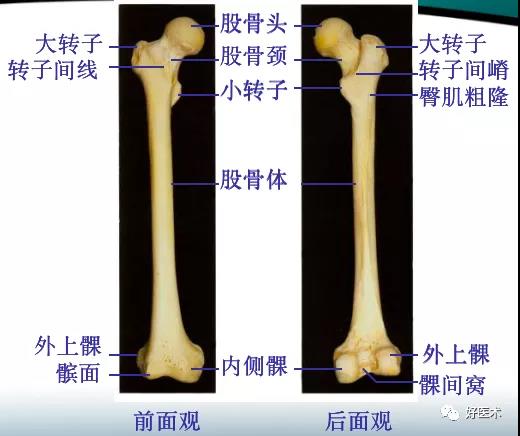 股骨 股骨头 股骨颈 大转子 小转子 转子间线 转子间嵴 臀肌粗隆