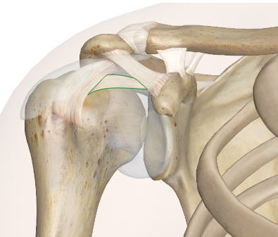 肩部肌肉ct解剖图图片