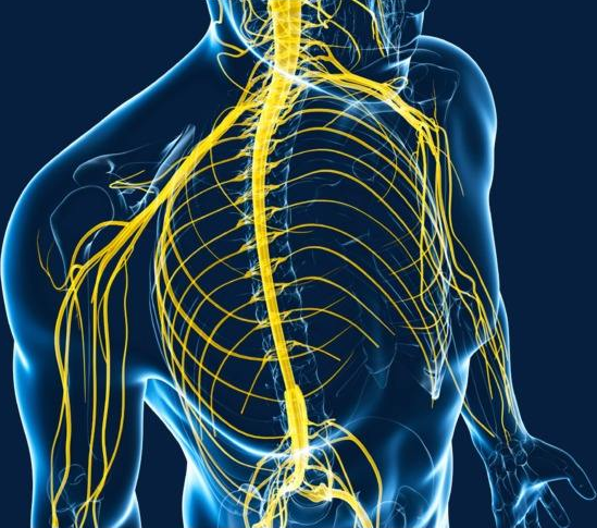 读懂脊柱神经支配及走形分布
