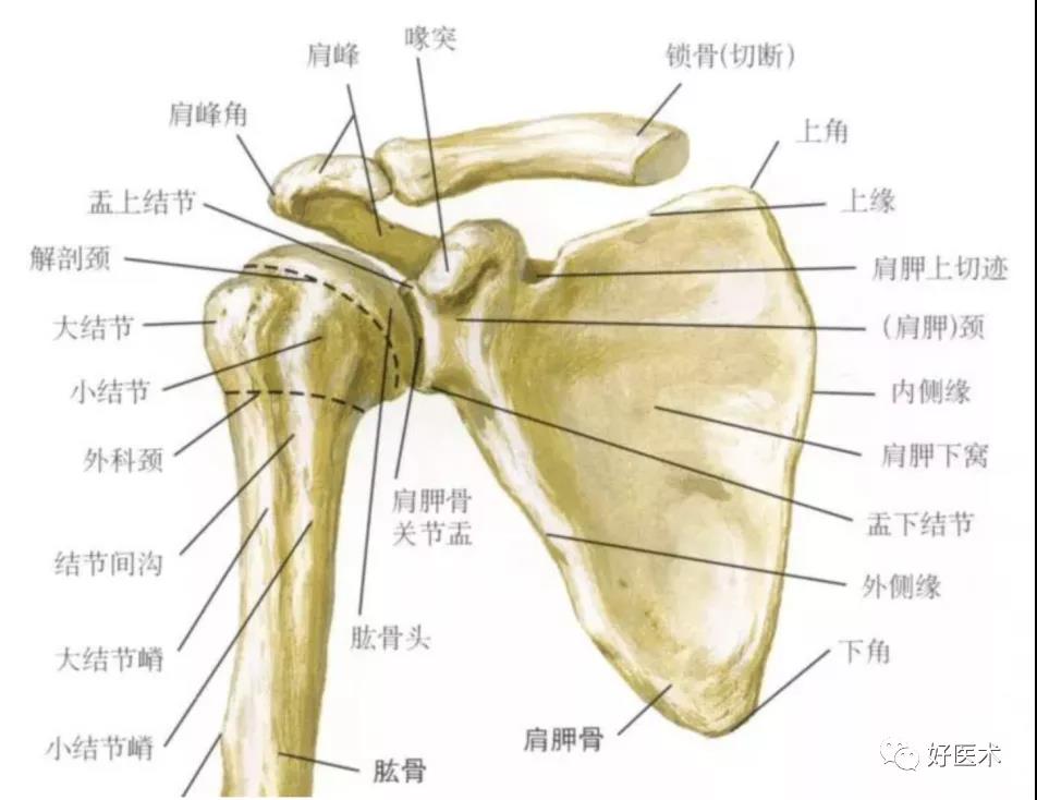 肩关节由肩胛骨的关节盂和肱骨头组成,因肱骨头大,关节盂小,并且是