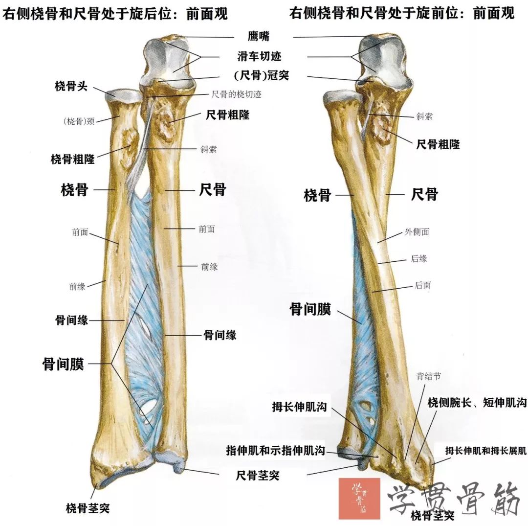前臂骨的旋转运动-外科学-医学