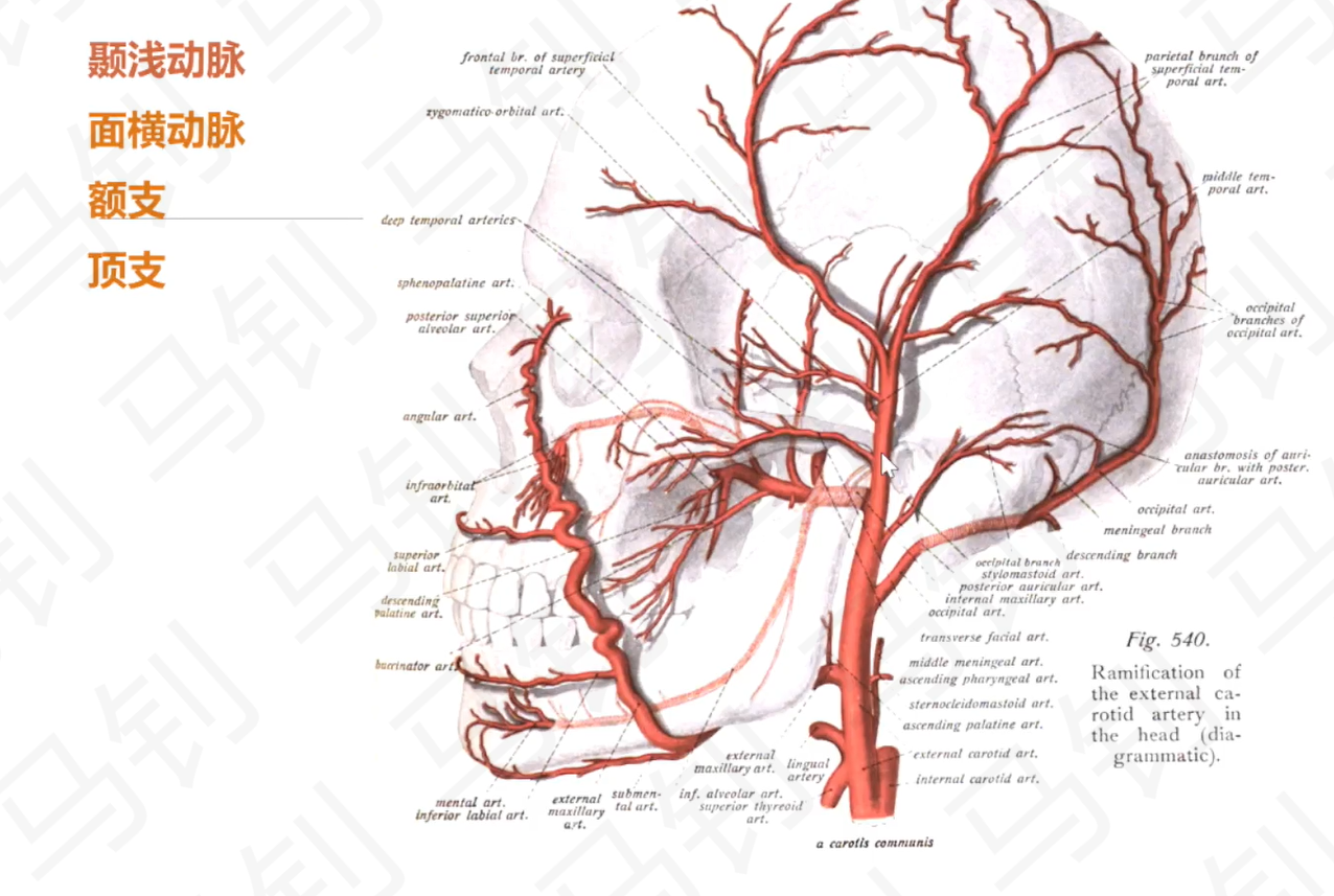 图3-1-22 肩胛动脉网示意图-基础医学-医学