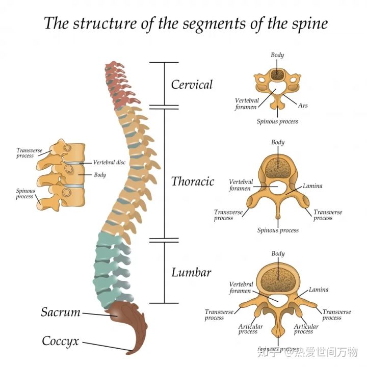 致脊神经支配区域以疼痛为主要表现的疾病,其发病机制主要与机械性